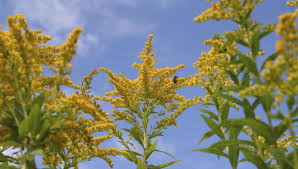 Allergie